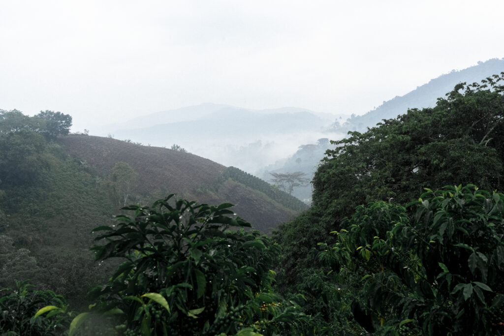 Rolling hills on a coffee farm
