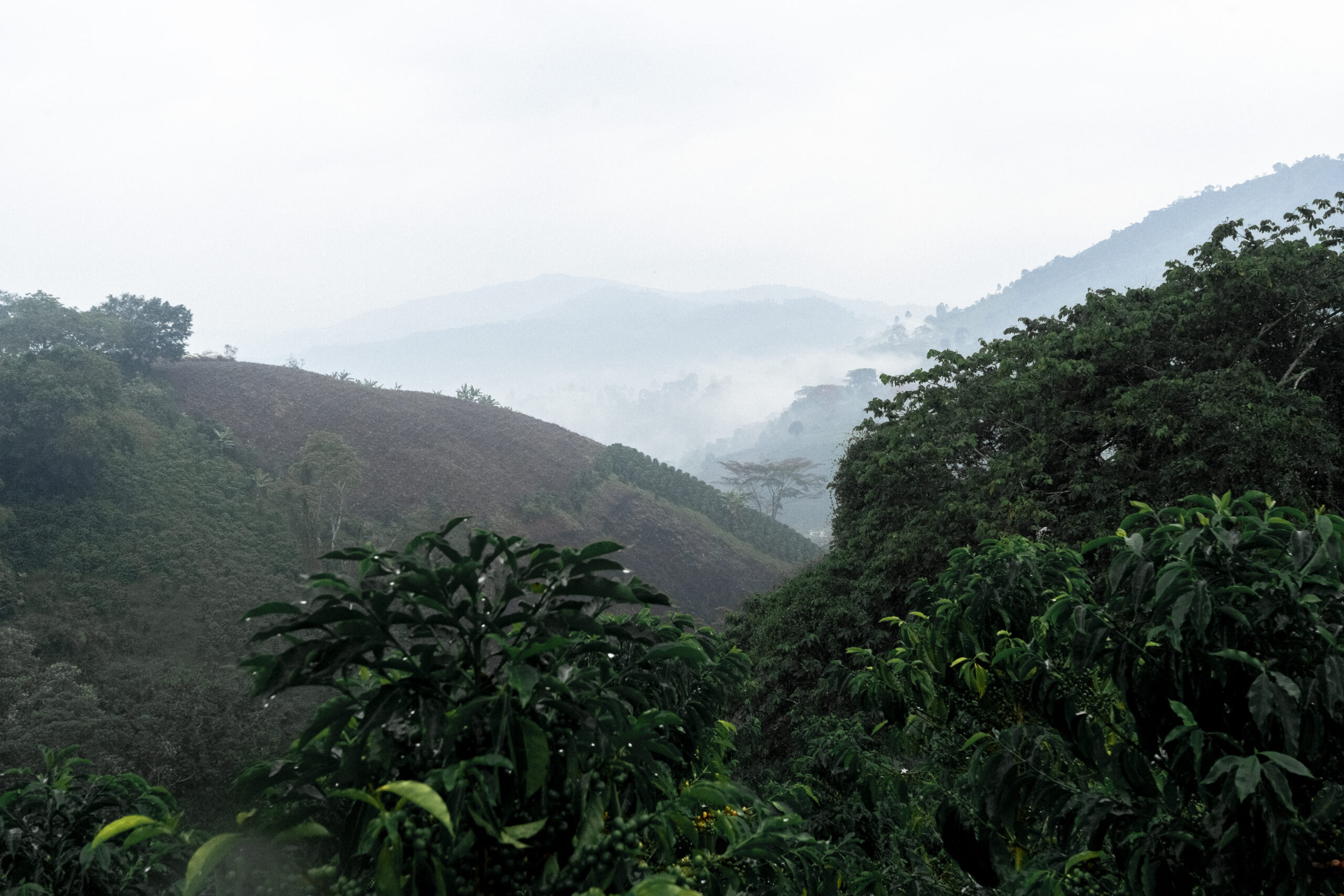 Rolling hills on a coffee farm