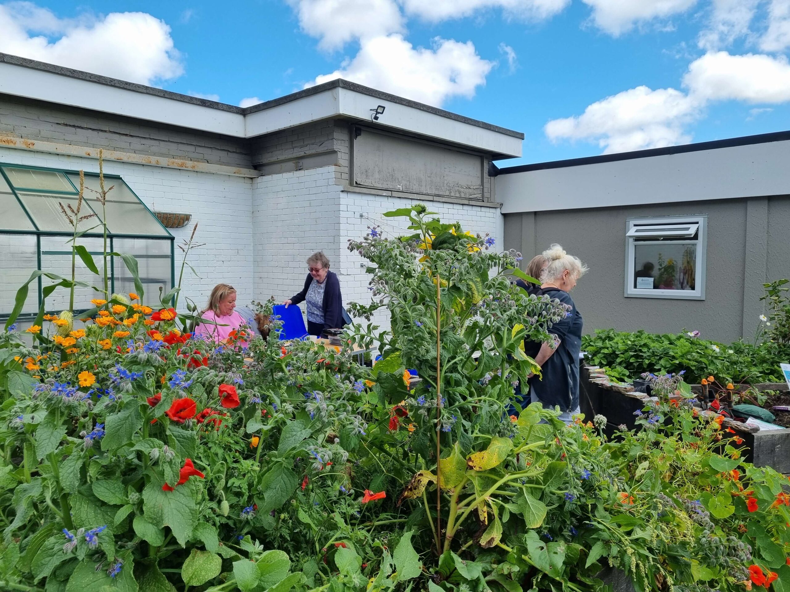 This shows women in a floral allotment. This is from the Focal Community Centre who were awarded a grant