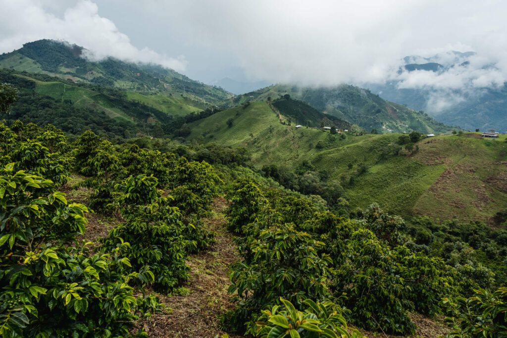 Farm in Colombia